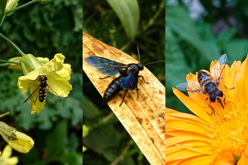 Hover fly, Blue flower wasp. Drone fly.